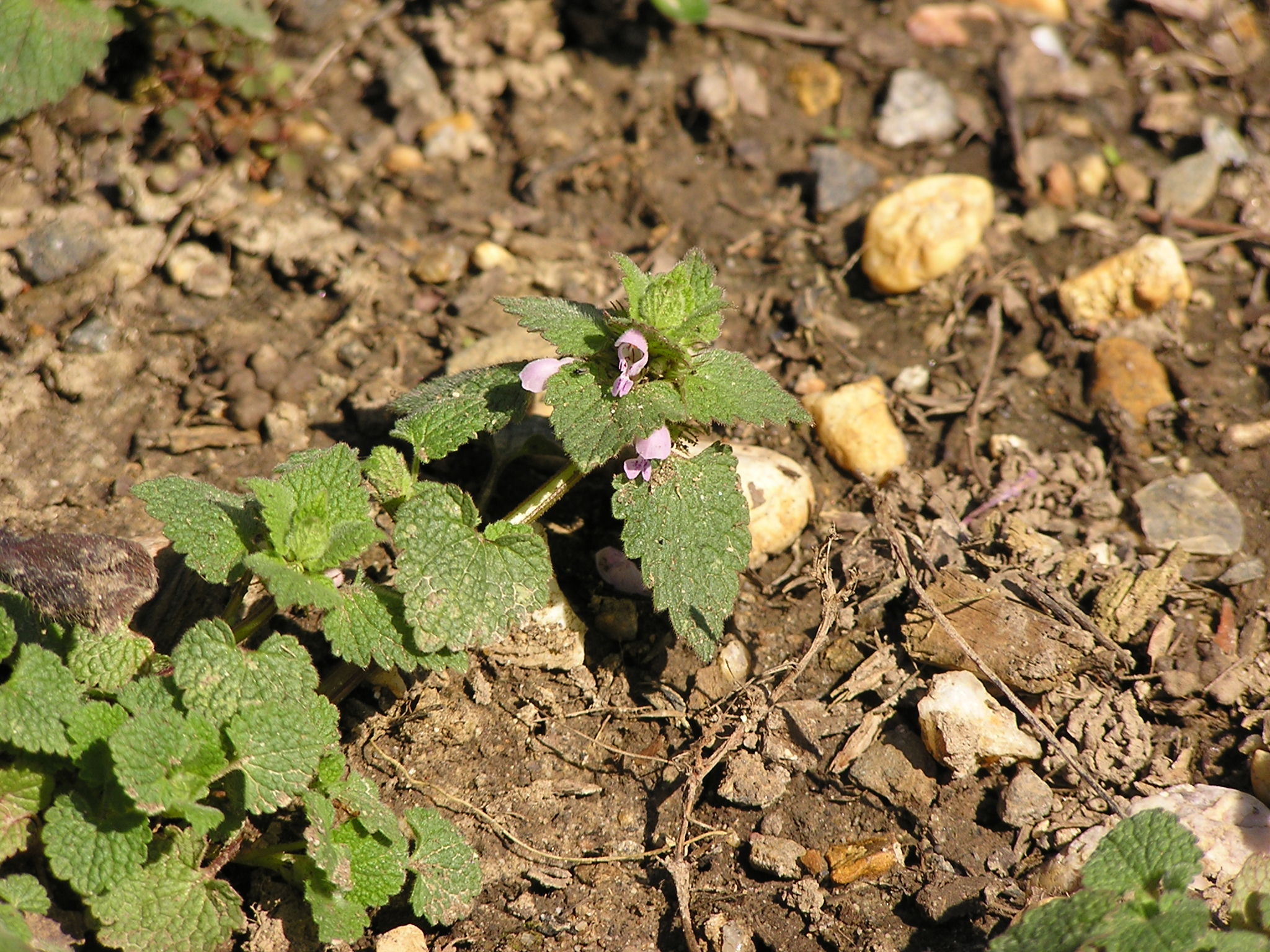 Purple Deadnettle (Lamium purpureum)