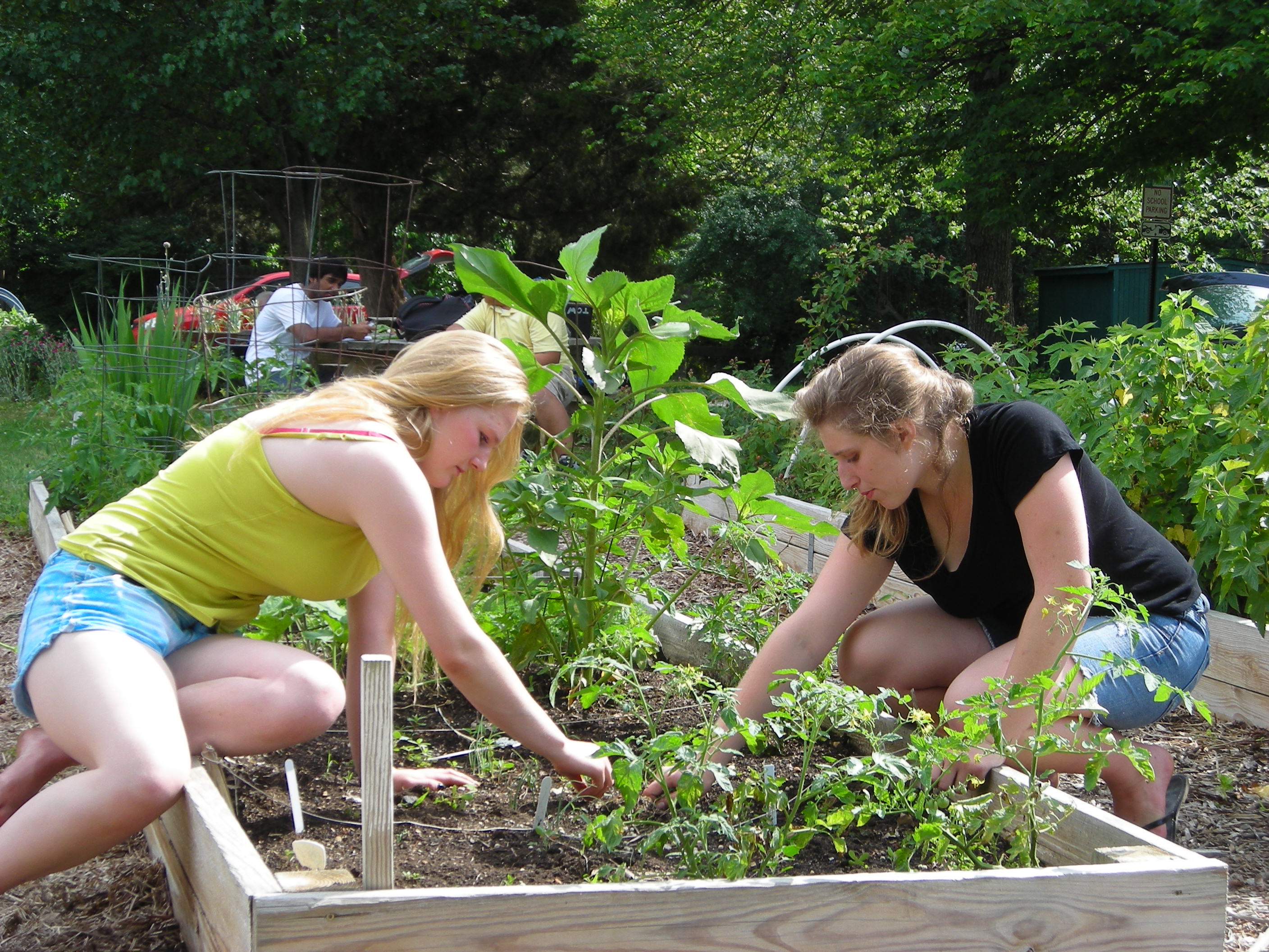 women working in raised bed