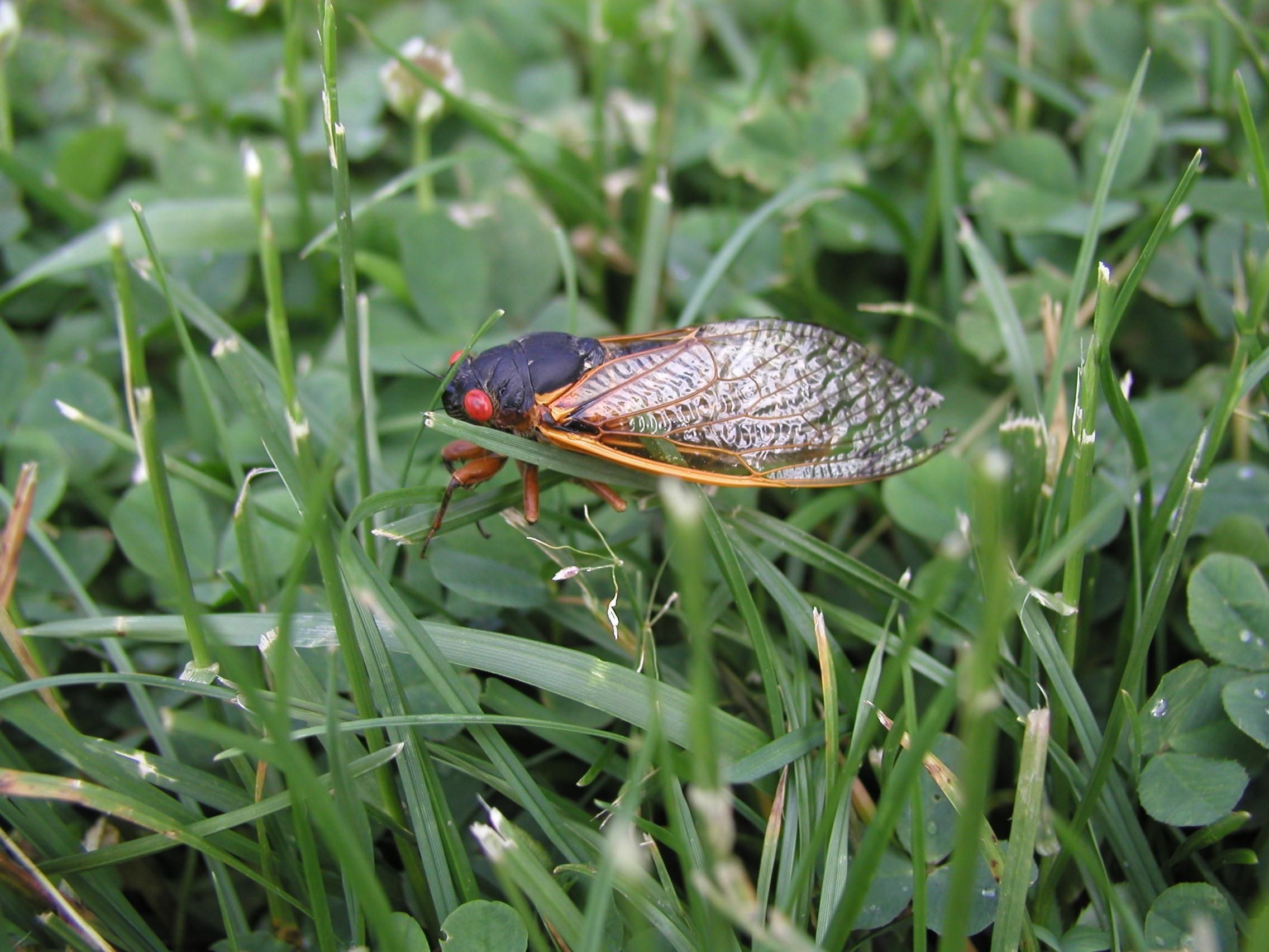 Periodical cicada on the grass by Neal Ziring at www.public-domain-image.com/fauna-animals-publicdomain- images-pictures/insects-and-bugs-public-domain-images-pictures/cicada-on-the-grass.jpg.html