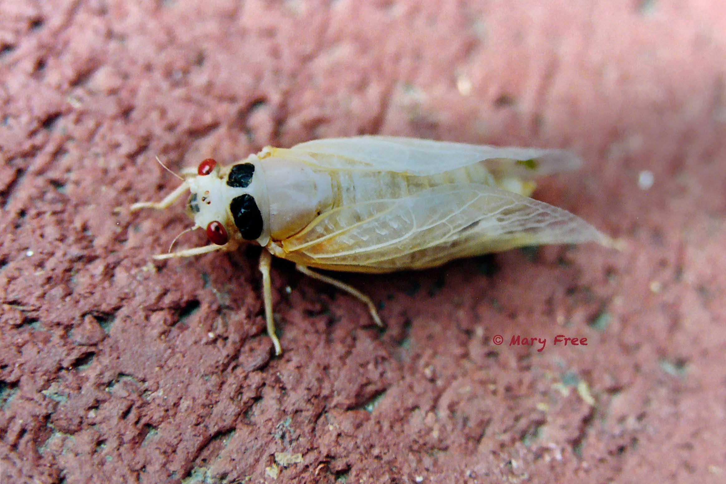 Newly emerged Brood X periodical cicada in May 2004. Copyright Mary Free.