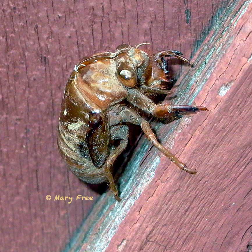 Dog-day cicada exoskeleton. Copyright Mary Free.