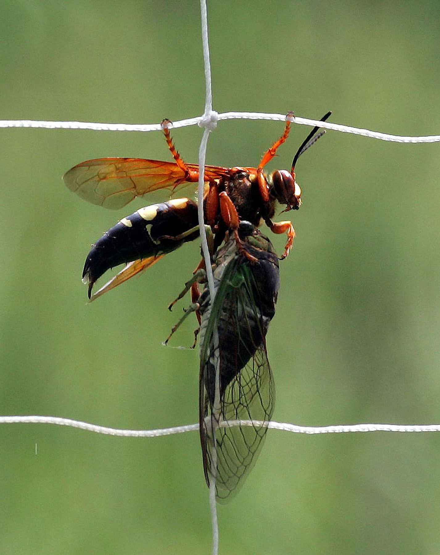 Cicada killer wasp with dog-day cicada by Bill Buchanan USFWS at http://digitalmedia.fws.gov/cdm/singleitem/ collection/natdiglib/id/11642/rec/1