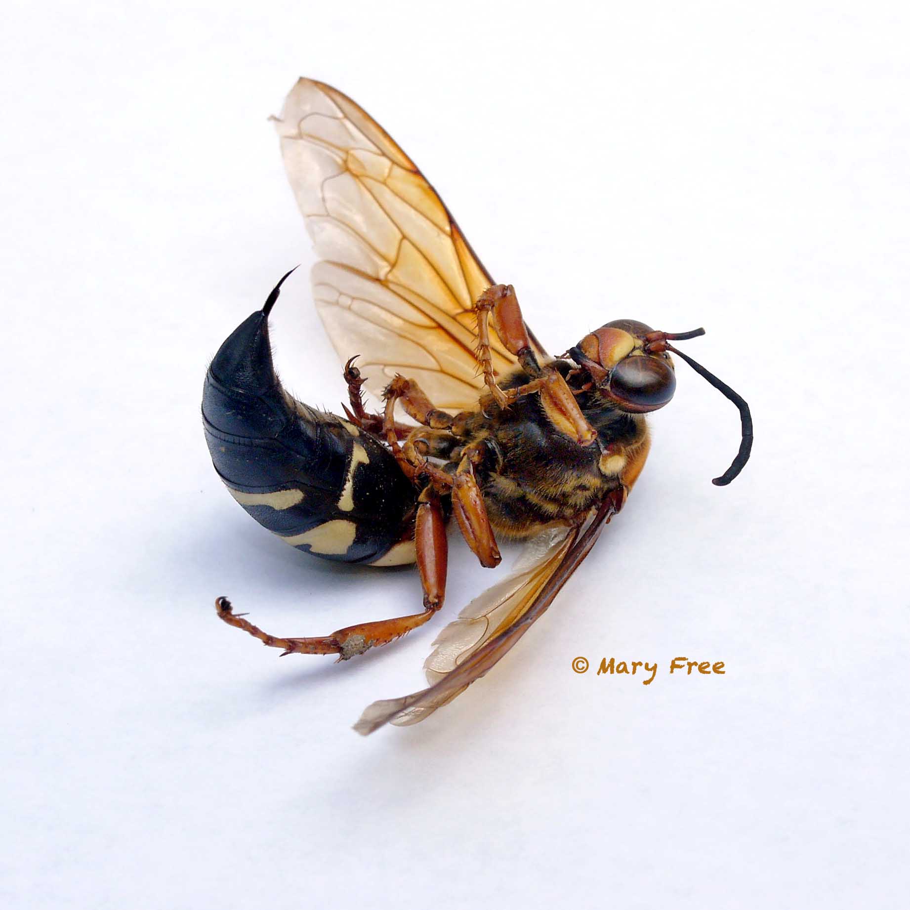 Dead cicada killer wasp with a broken antenna. Copyright Mary Free.