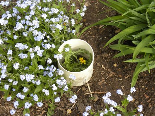 weeding dandelions