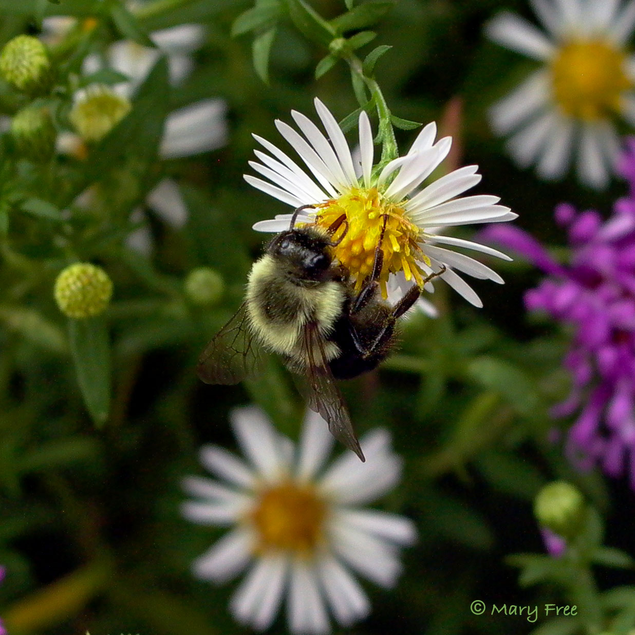 Probably Bombus impatiens (common eastern bumble bee) on Boltonia asteroides (white doll’s daisy). Copyright Mary Free