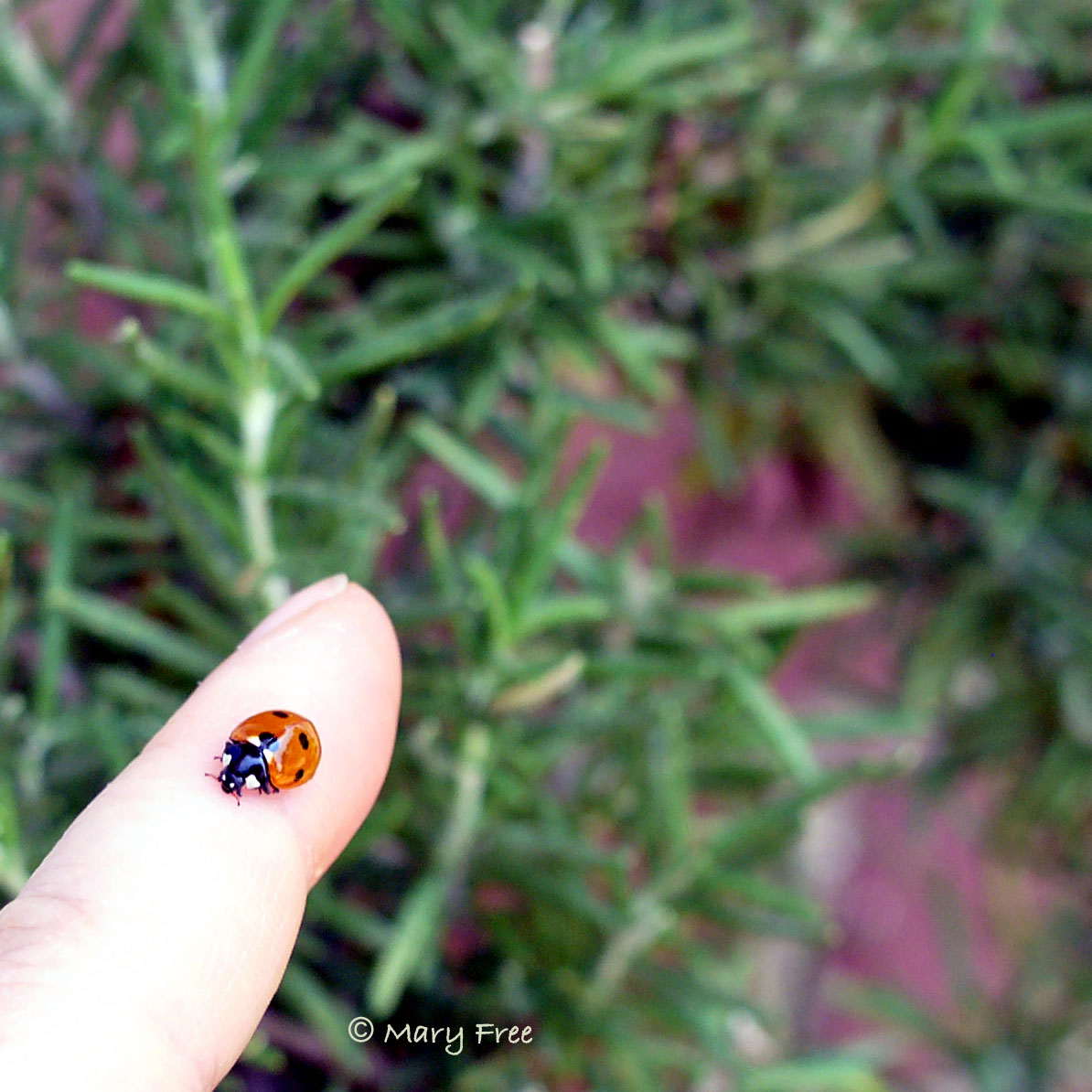 Seven-spotted lady beetle. Copyright Mary Free.