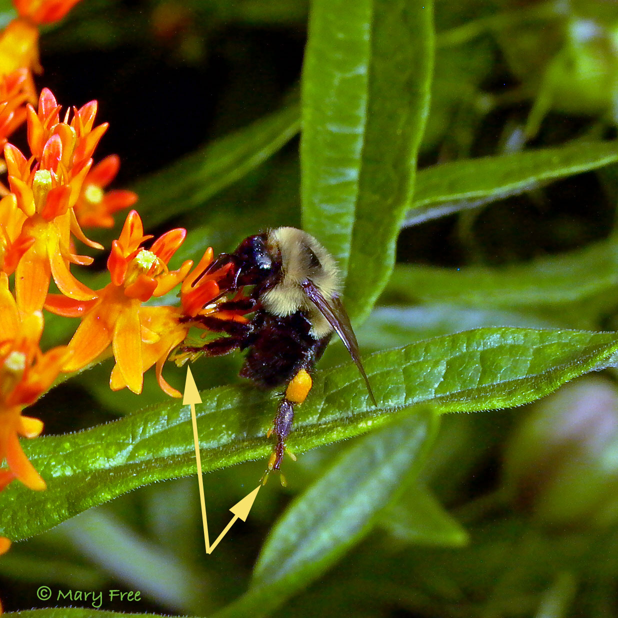 Bumble bee with the pollinia of Asclepias tuberosa (butterfly weed) attached to its legs. Copyright Mary Free.