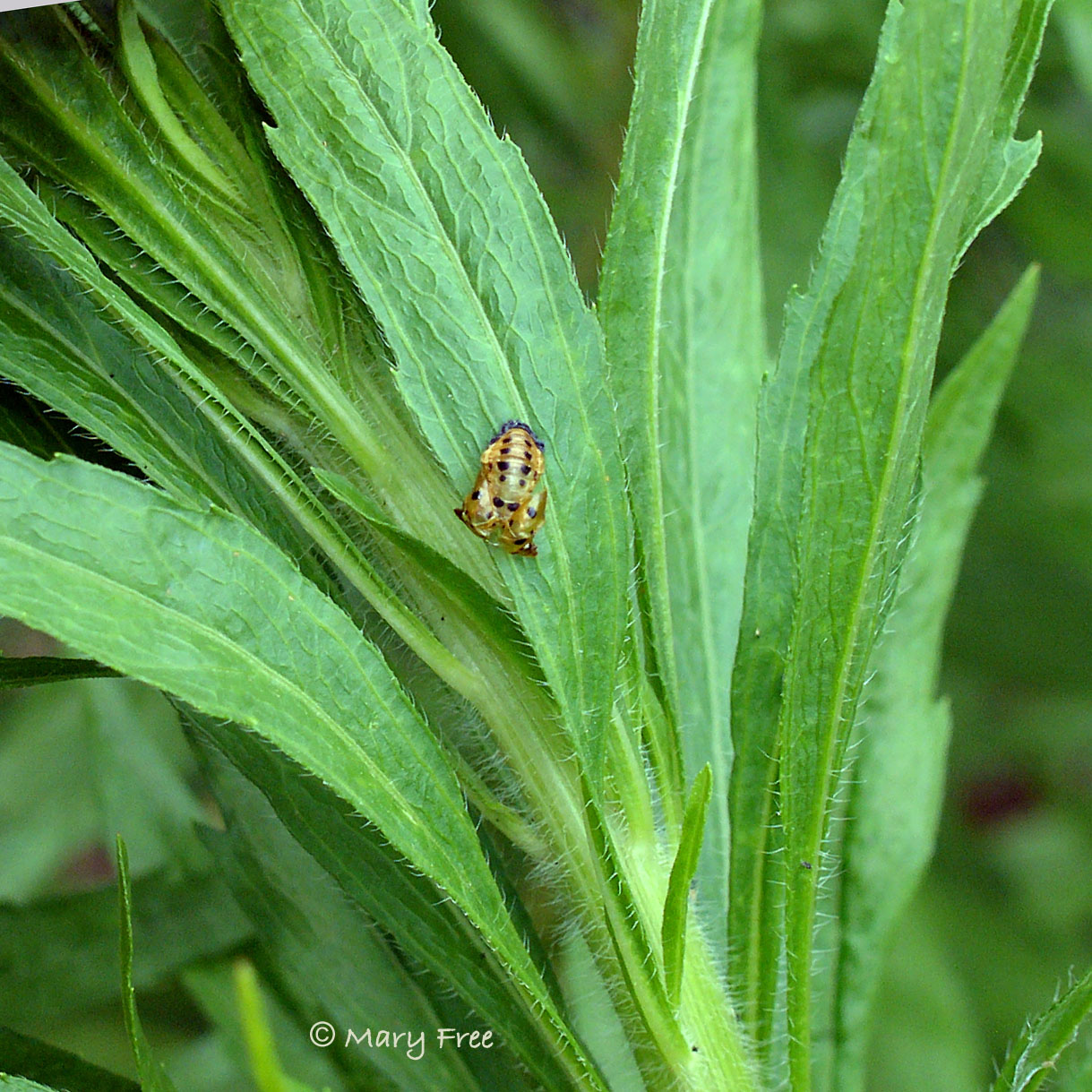 Seven-spotted lady beetle pupal casing. Copyright Mary Free.