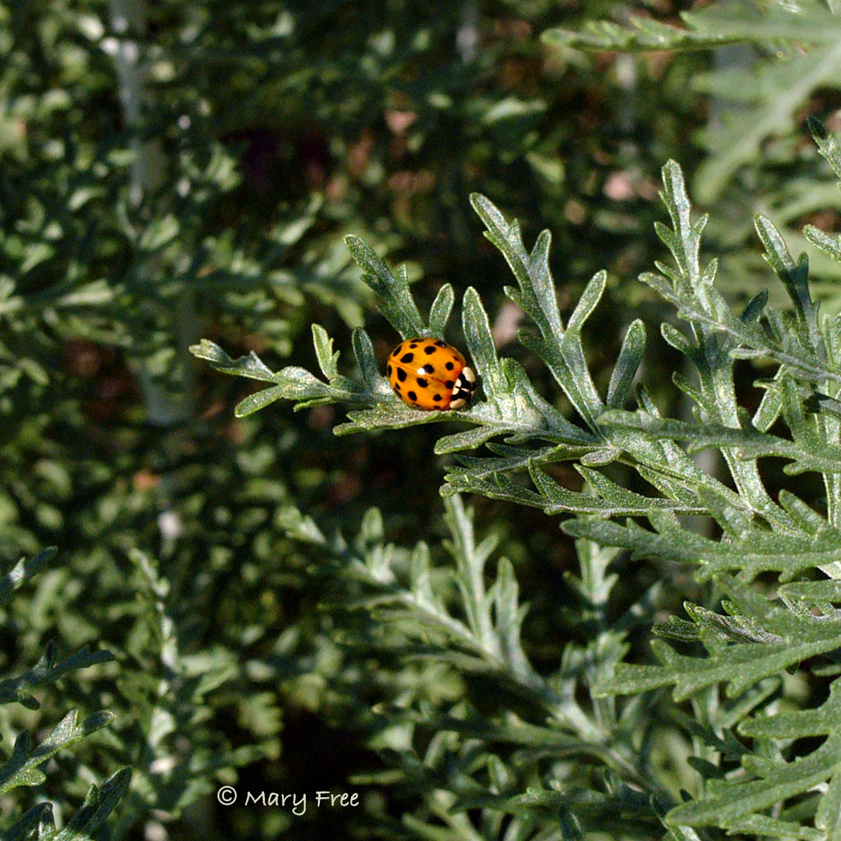 Asian lady beetle on Perovskia atriplicifolia ‘Filigran.’ Copyright Mary Free.