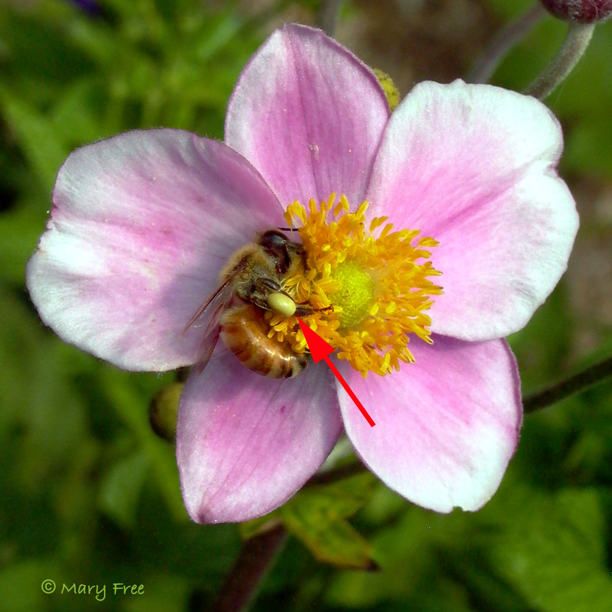 Caption: Apis mellifera (European honey bee) on Anemone hupehensis 'September Charm'. Copyright Mary Free.