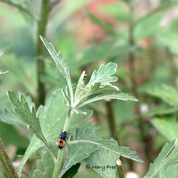 Asian lady beetle on Perovskia atriplicifolia ‘Filigran.’