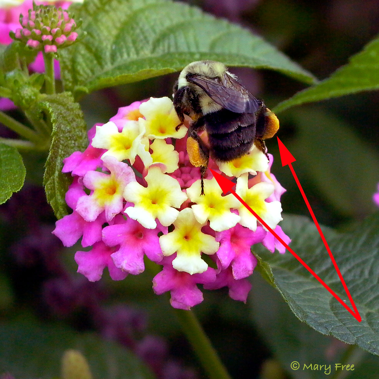 Probably B. impatiens on Lantana. Copyright Mary Free.