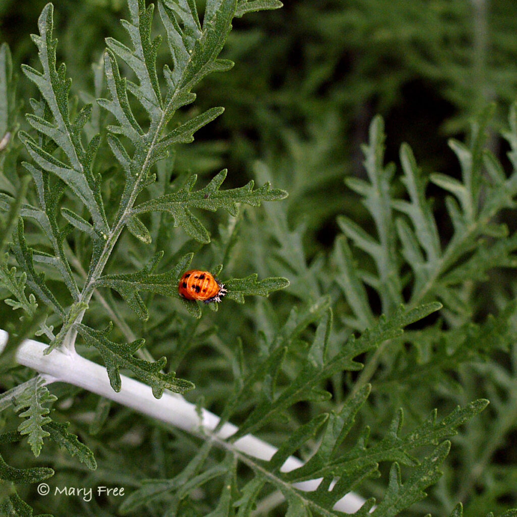 Asian lady beetle pupa on Perovskia atriplicifolia ‘Filigran.’