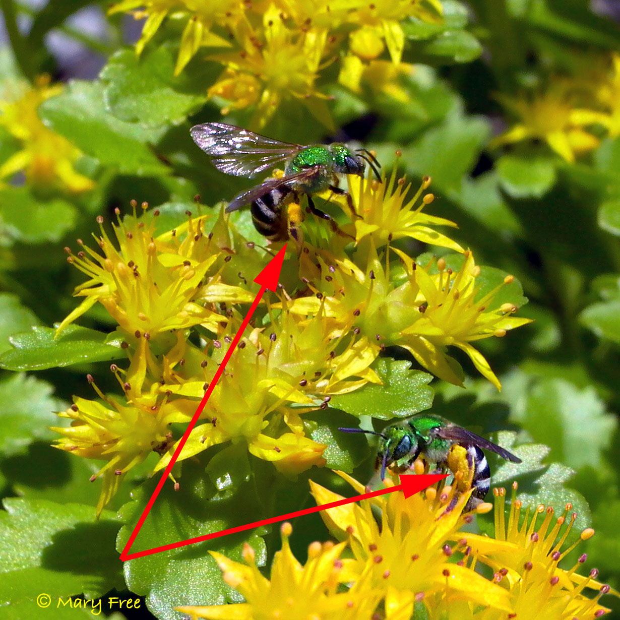 Sweat bees (Agapostemon virescens) on Sedum. Copyright Mary Free.
