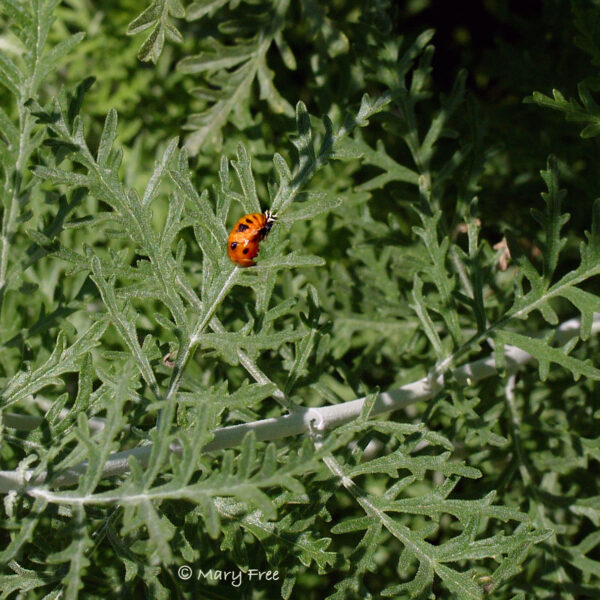 Asian lady beetle emerging from pupa on Perovskia atriplicifolia ‘Filigran.’