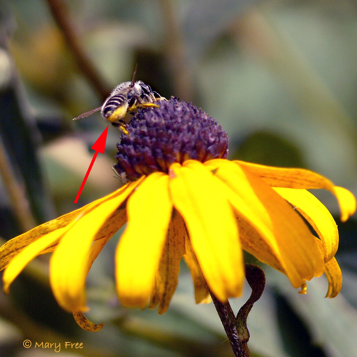 Leafcutter bee on Rudbeckia. Copyright Mary Free.