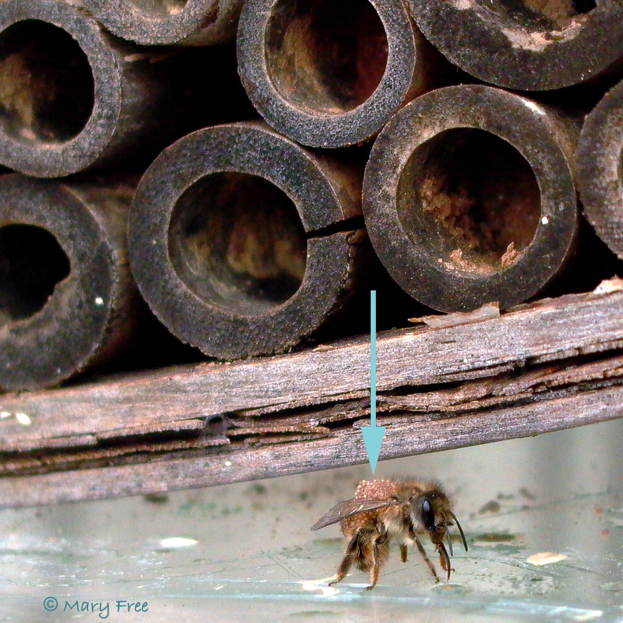 : Osmia cornifrons (Japanese hornfaced bee) covered in pollen mites. Copyright Mary Free.