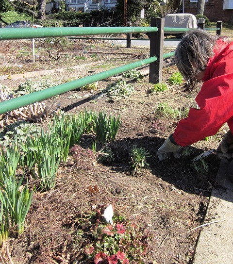 Mary identifying plants in Bed 8 in March.