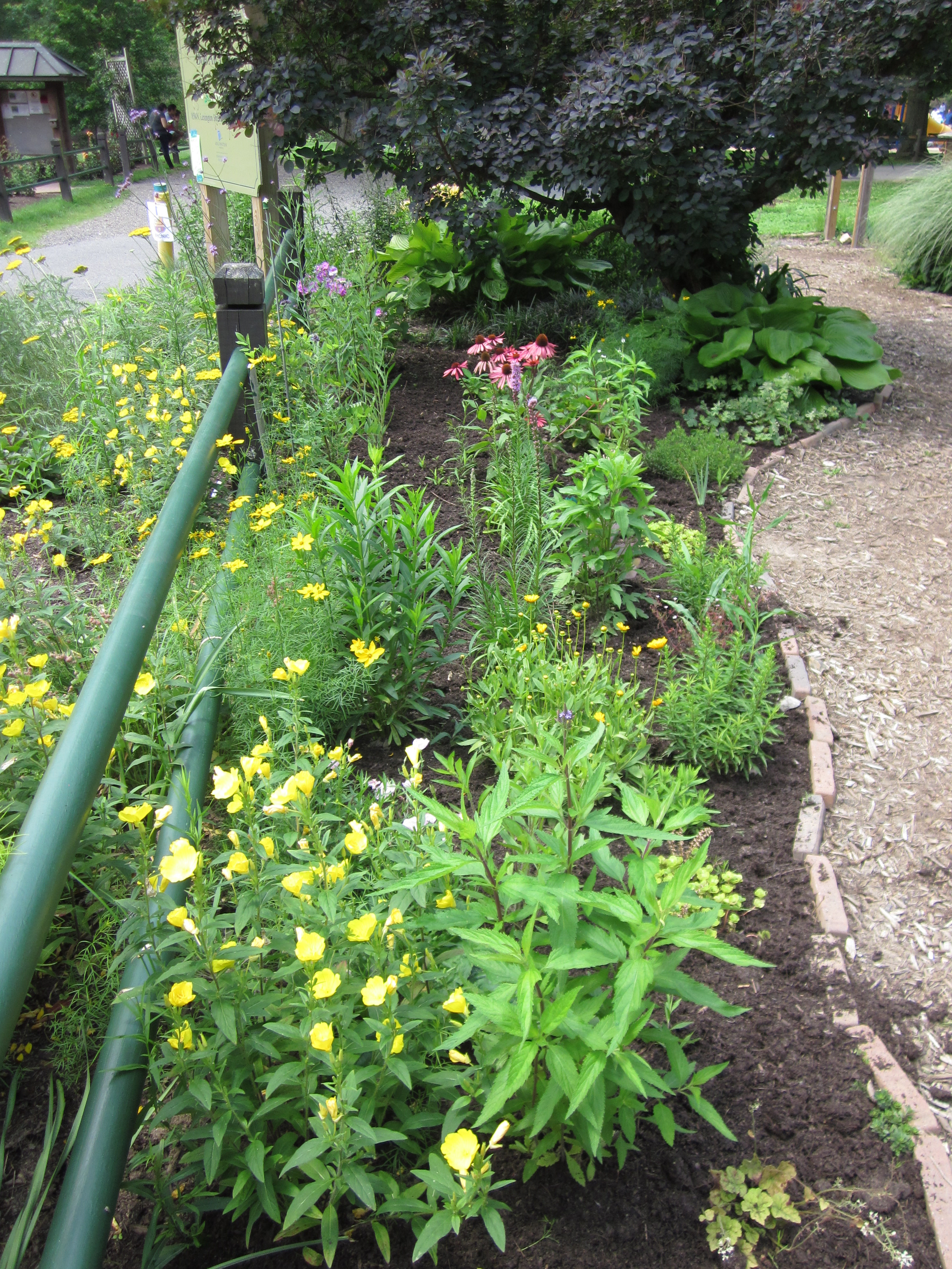 Renovated Bed 7 in June