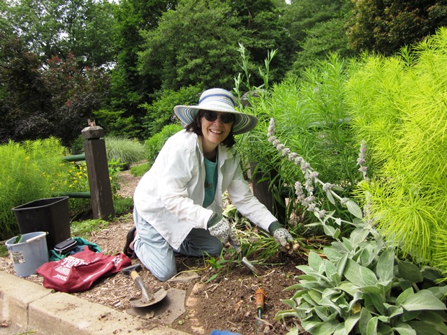Elaine Mills weeding Bed 8 in June