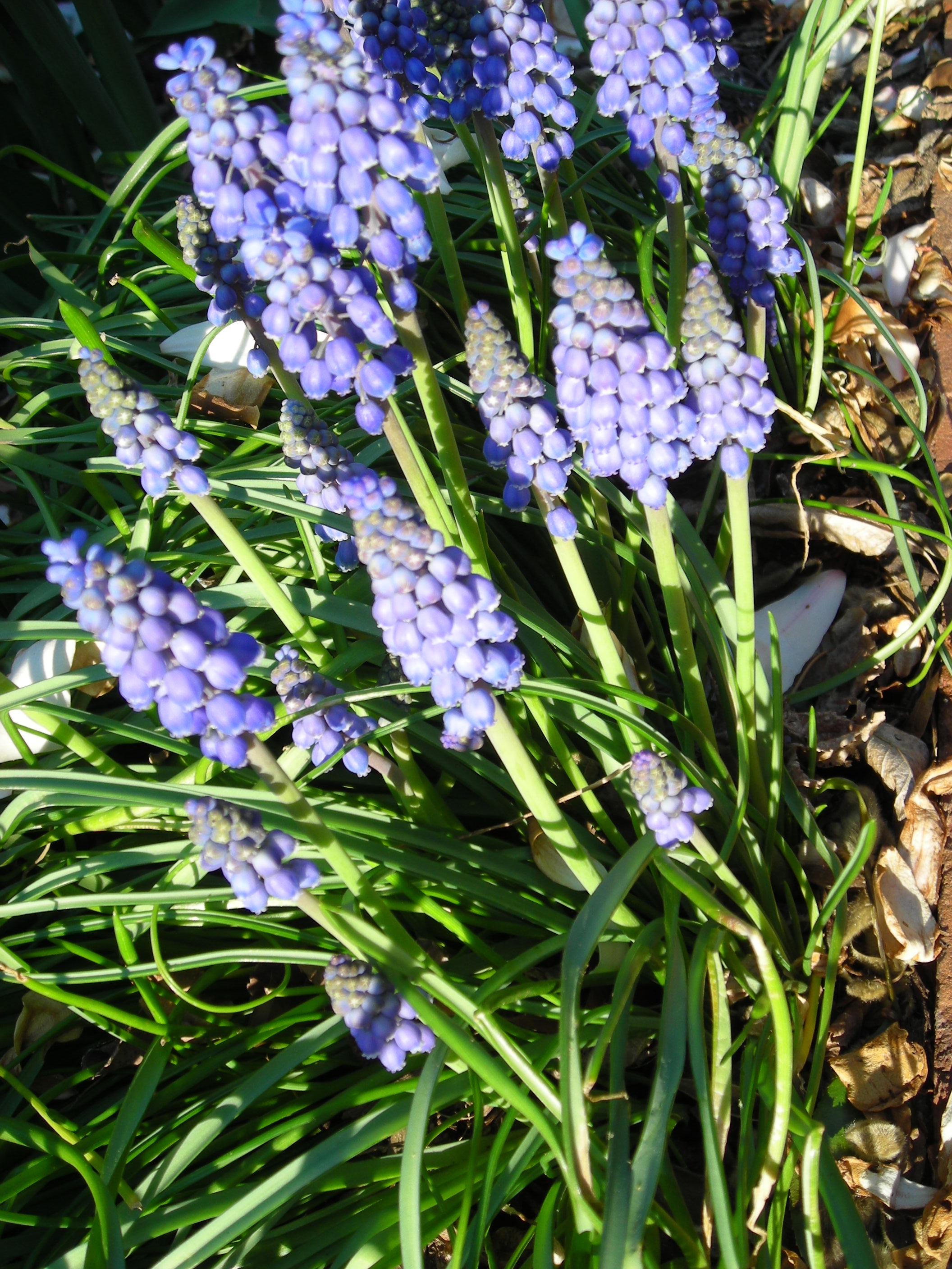 Grape Hyacinths