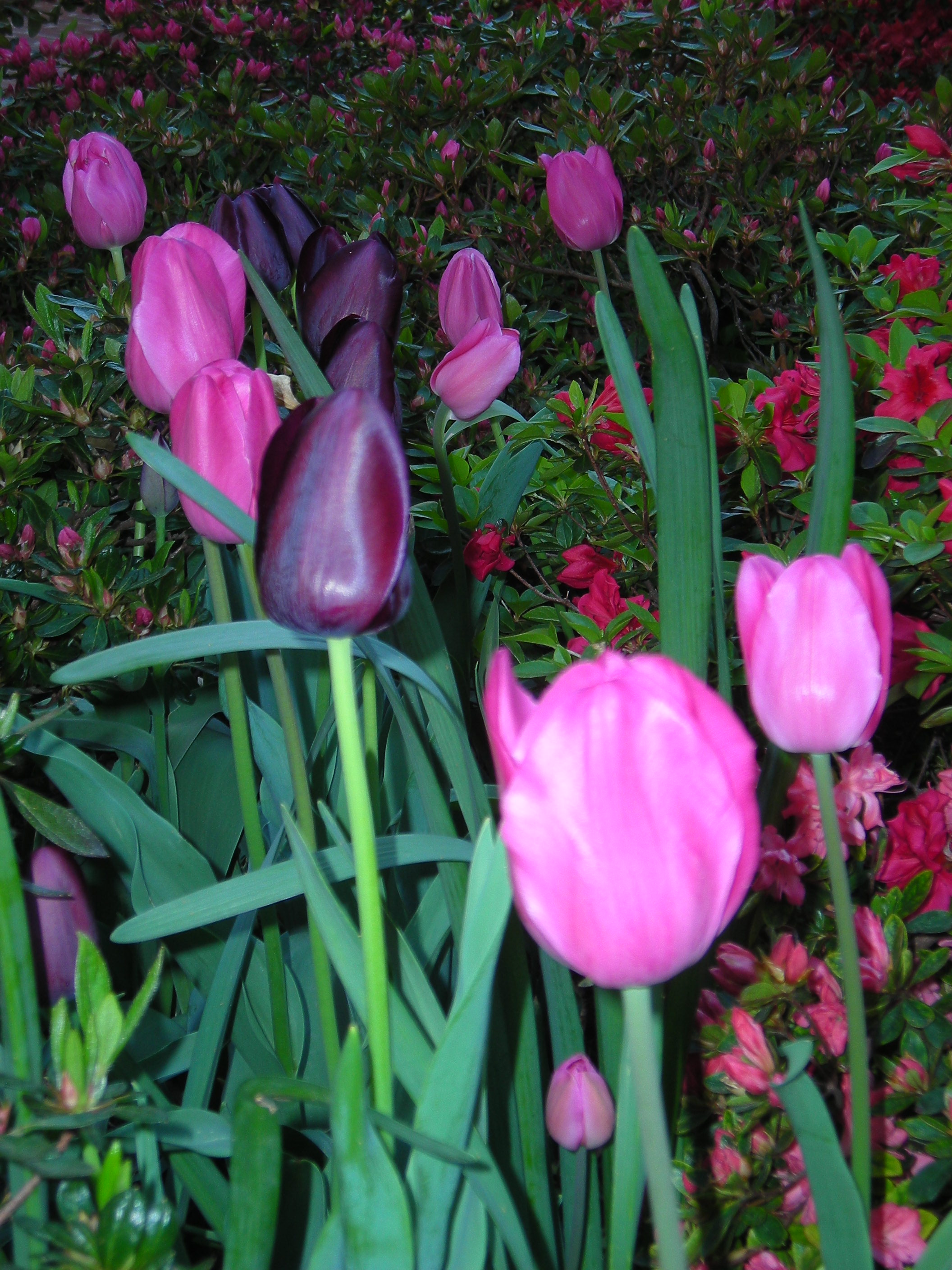 2 - Glossy Tulip Perfection