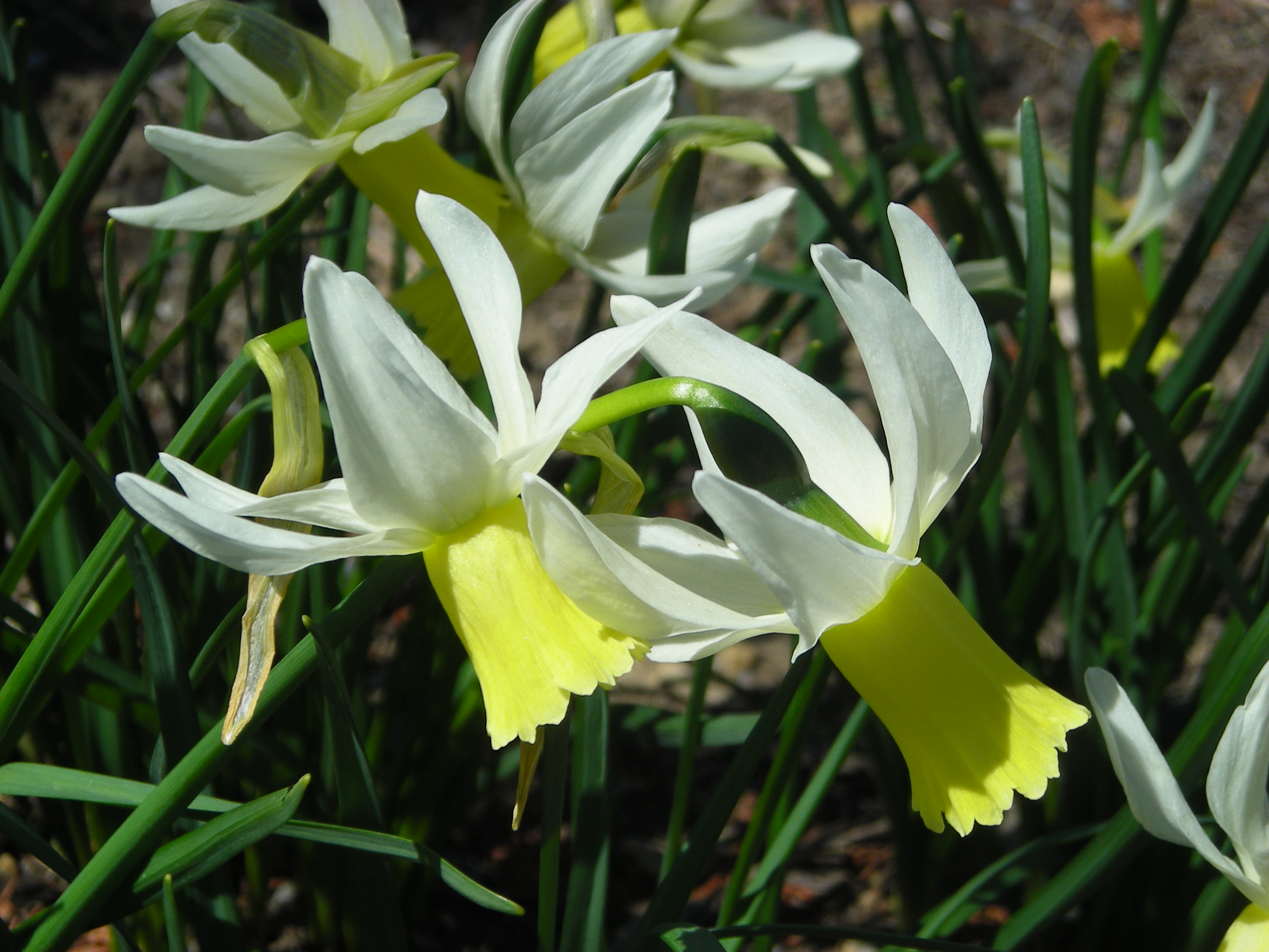4 - White and Yellow