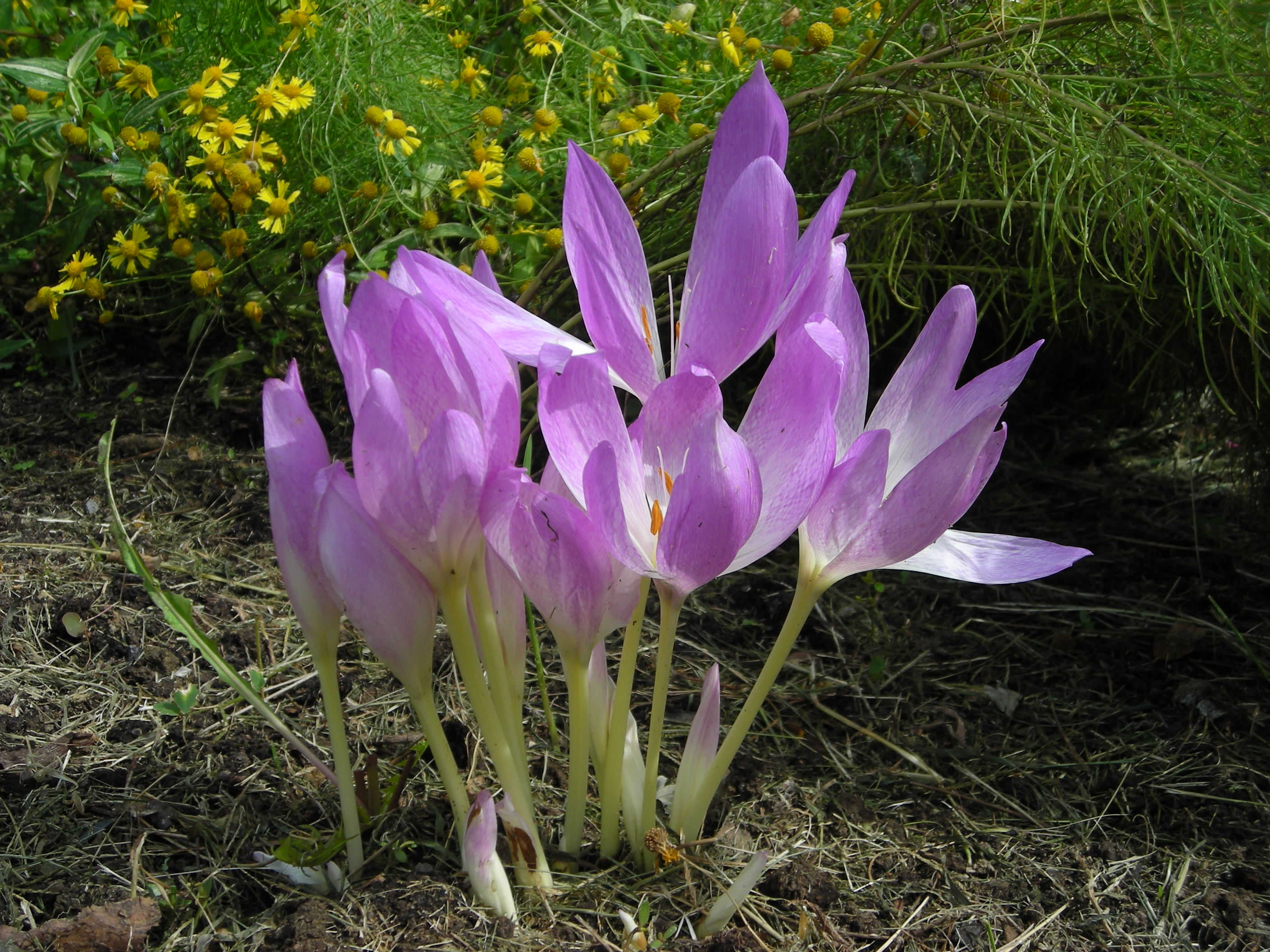 5 - Autumn Crocus