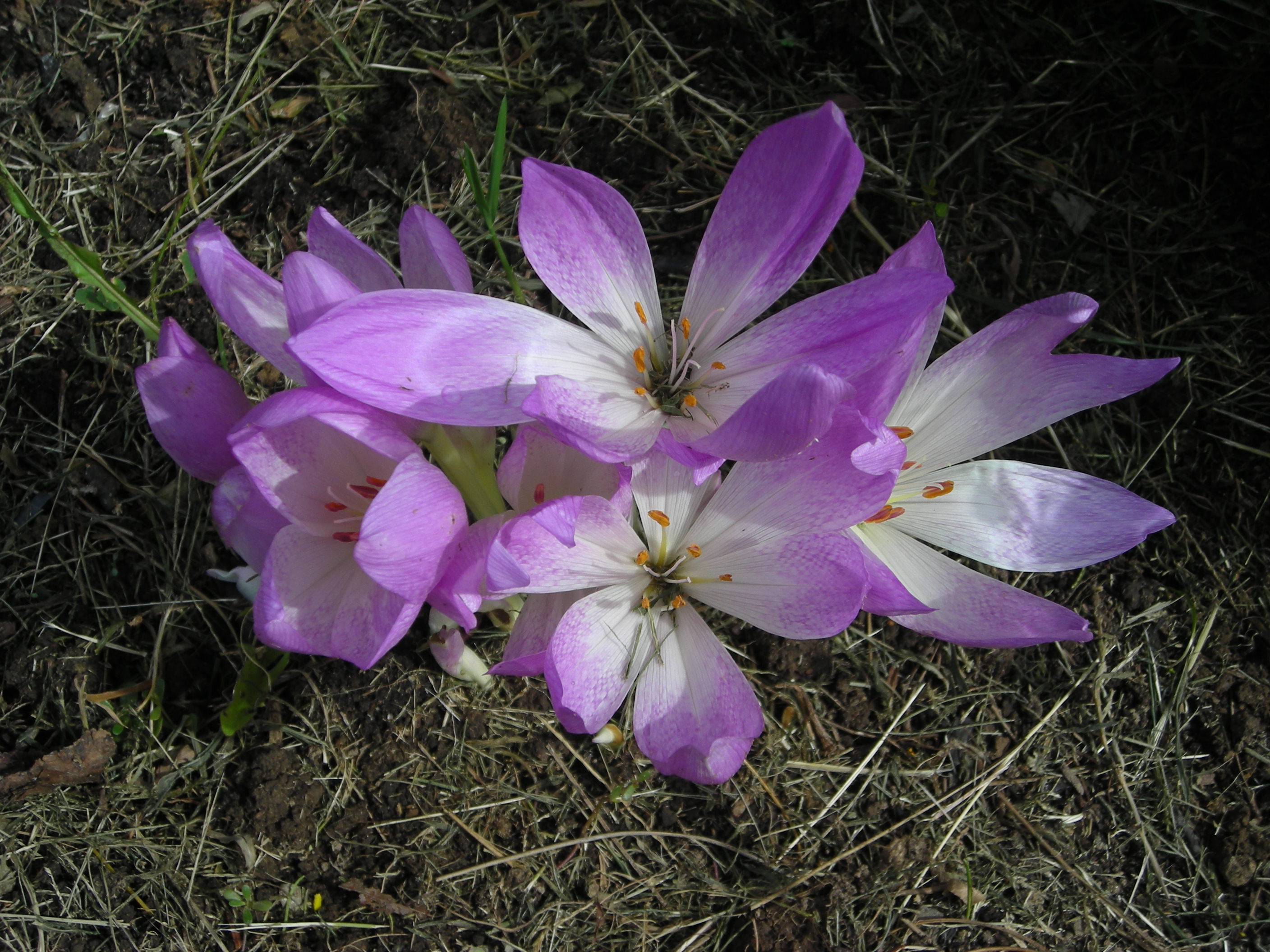Colchicum