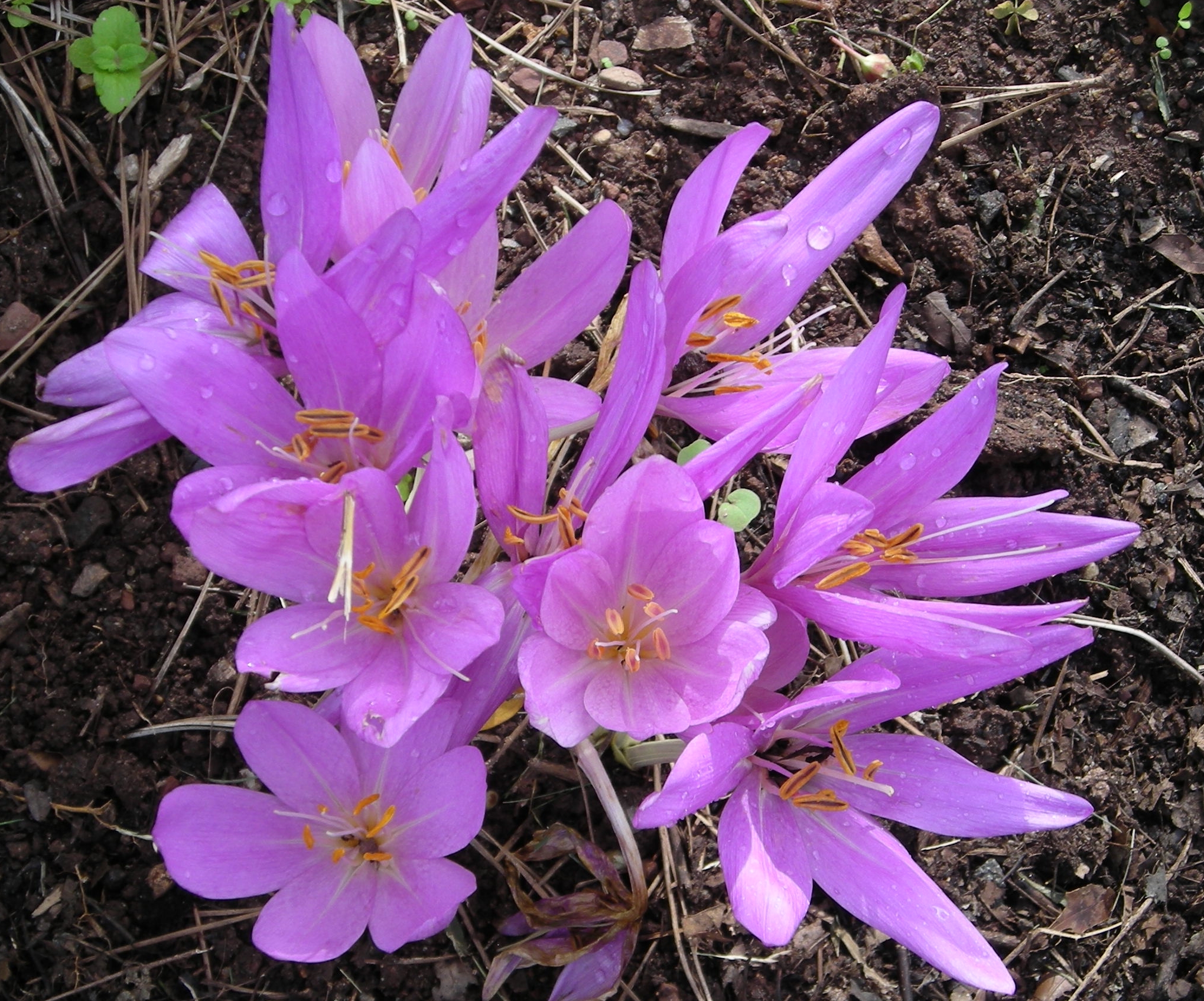 Lavender Colchicum