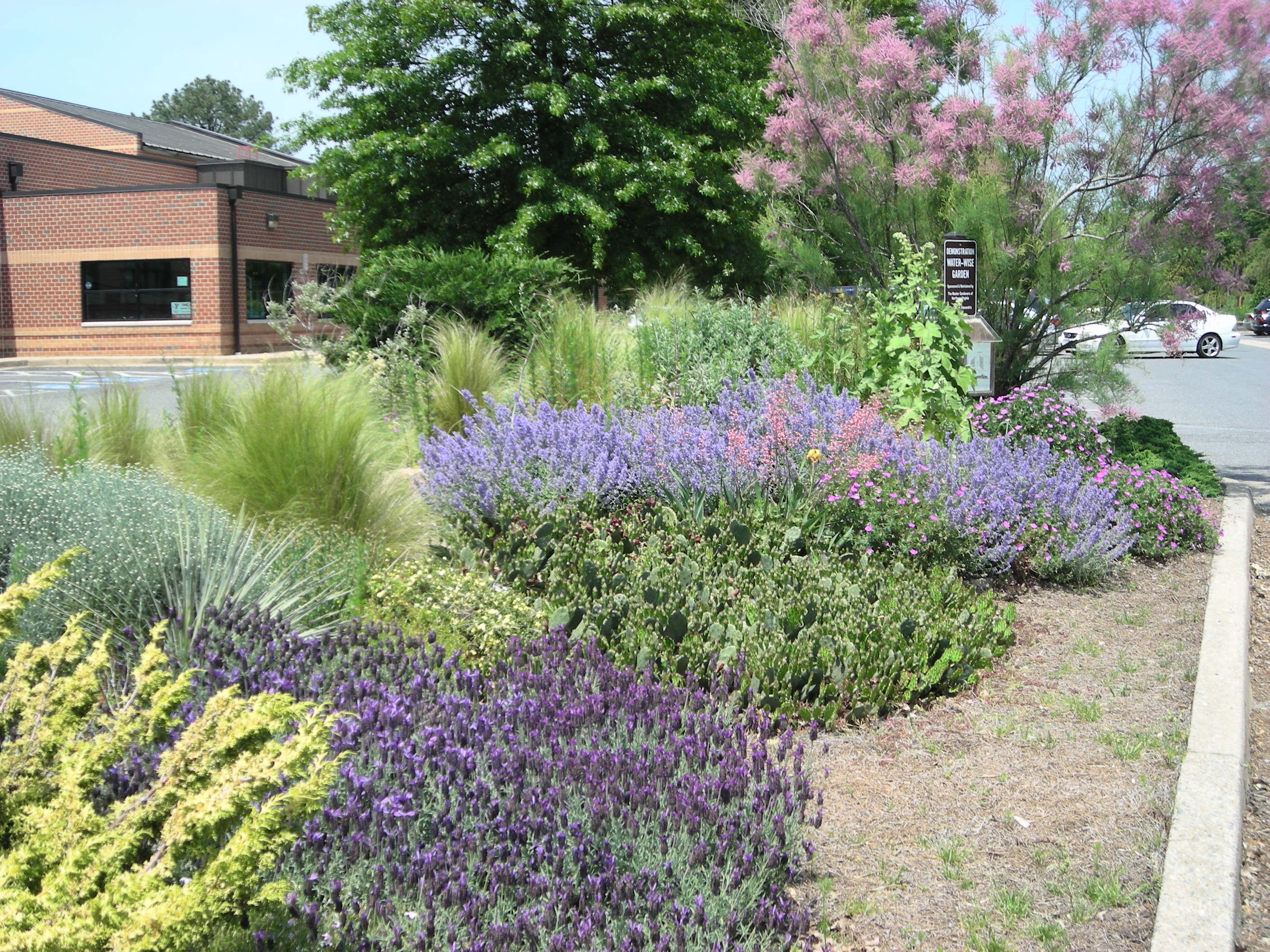 Color massing in the Waterwise garden. Photo: Christa Watters