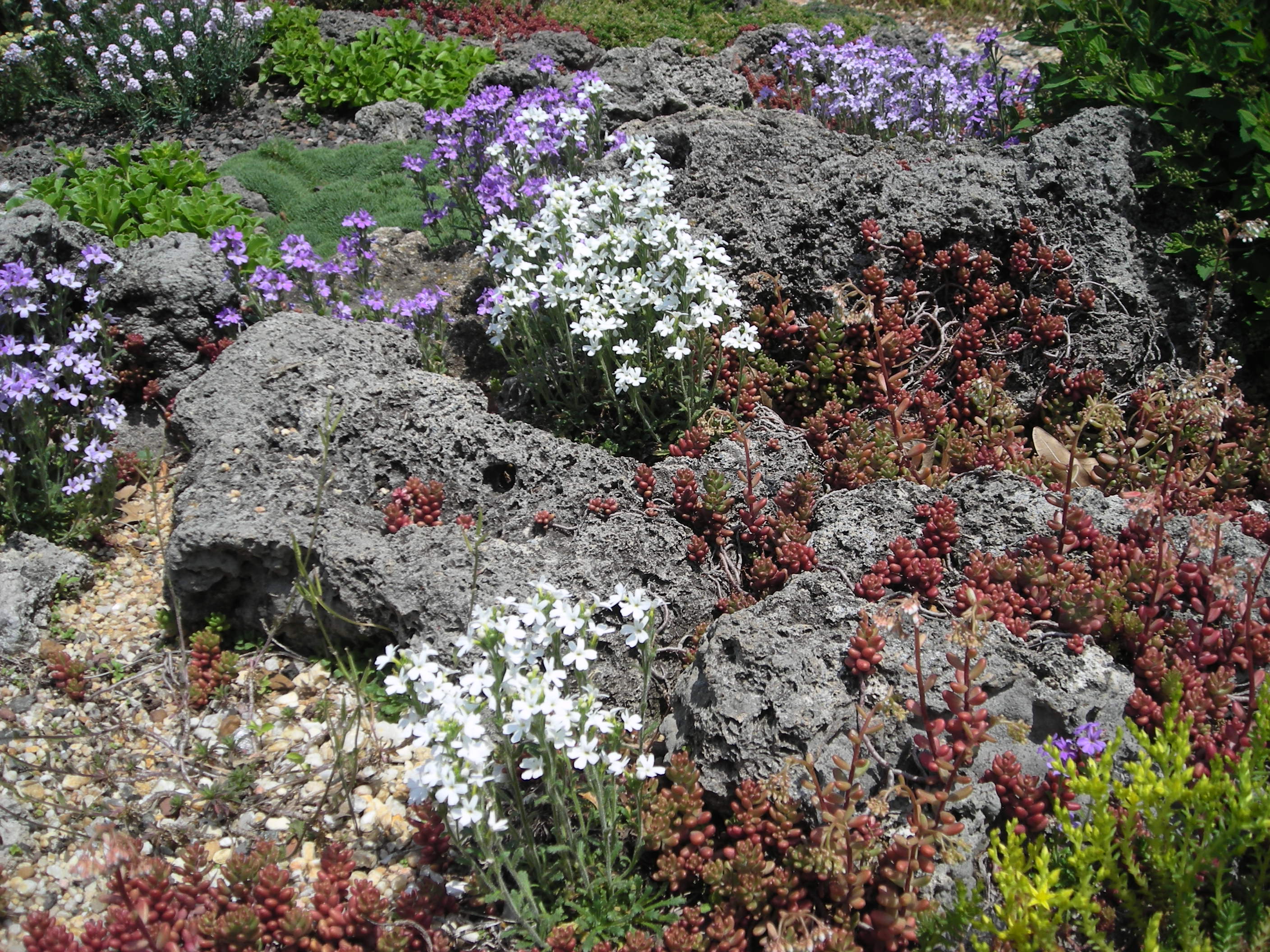Blooming Iberis sempervirens and Phlox condensata (Alpine phlox) along with sedums and miniature yarrow grow among the tufa rocks in spring.