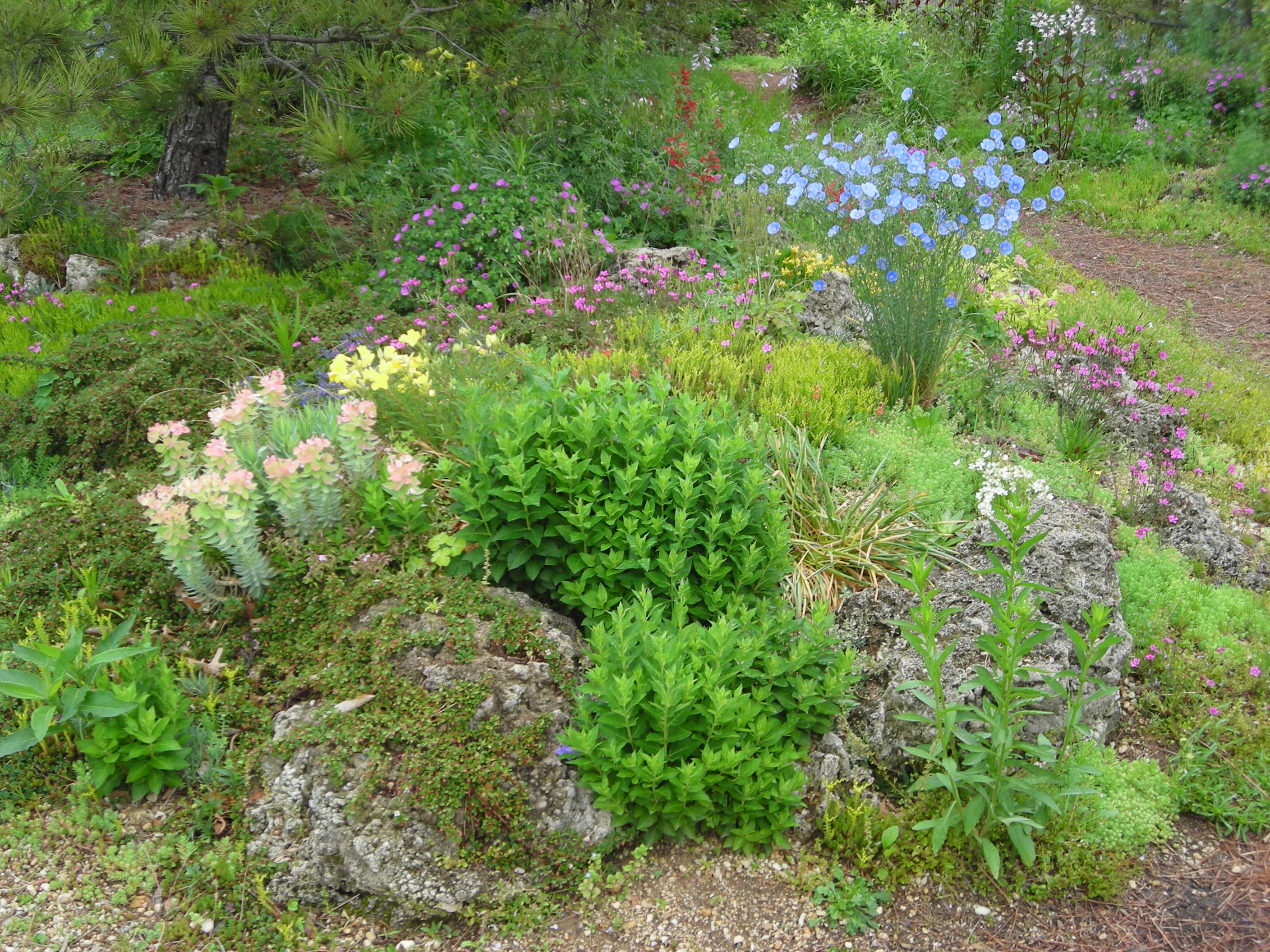 Large Tufa Garden: Raising some beds above grade level using tufa rocks permitted more plant varieties, such as sedums (left), Delosperma cooperi (hardy ice plant), Geranium maculate (wild geranium), and Linum lewisii (blue flax), which likes dry sandy soil, blooming here in spring.