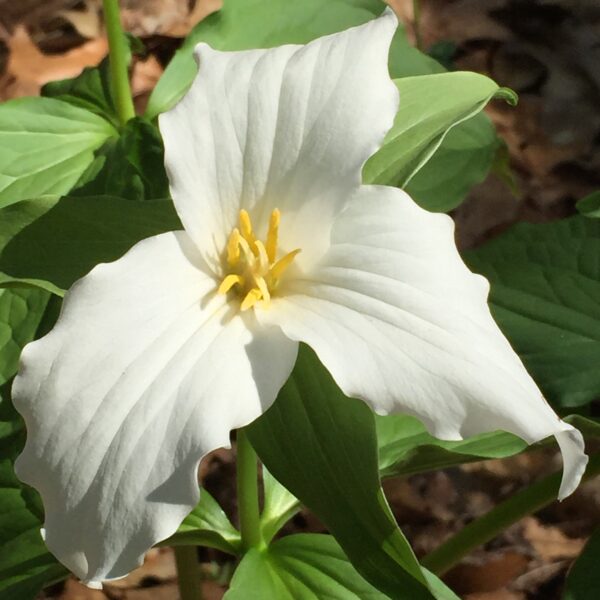 Trillium grandiflorum, Wood Lily, Great White Trillium