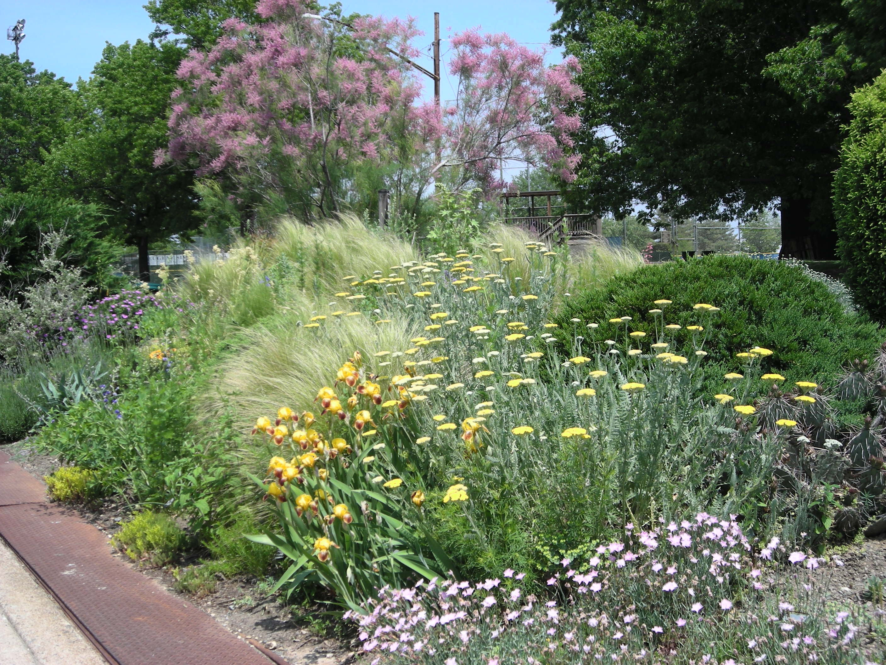 Pink carnation, 'Coronation Gold' yarrow and Hungarian irises, Mexican feather grass in October 2013