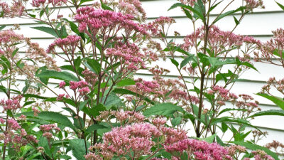 Eutrochium dubium, Three-nerved or Coastal Joe Pye Weed