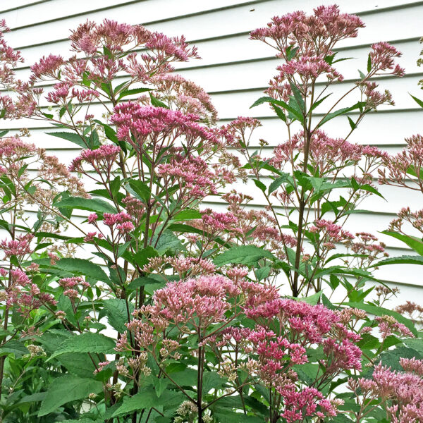Eutrochium dubium, Three-nerved or Coastal Joe Pye Weed