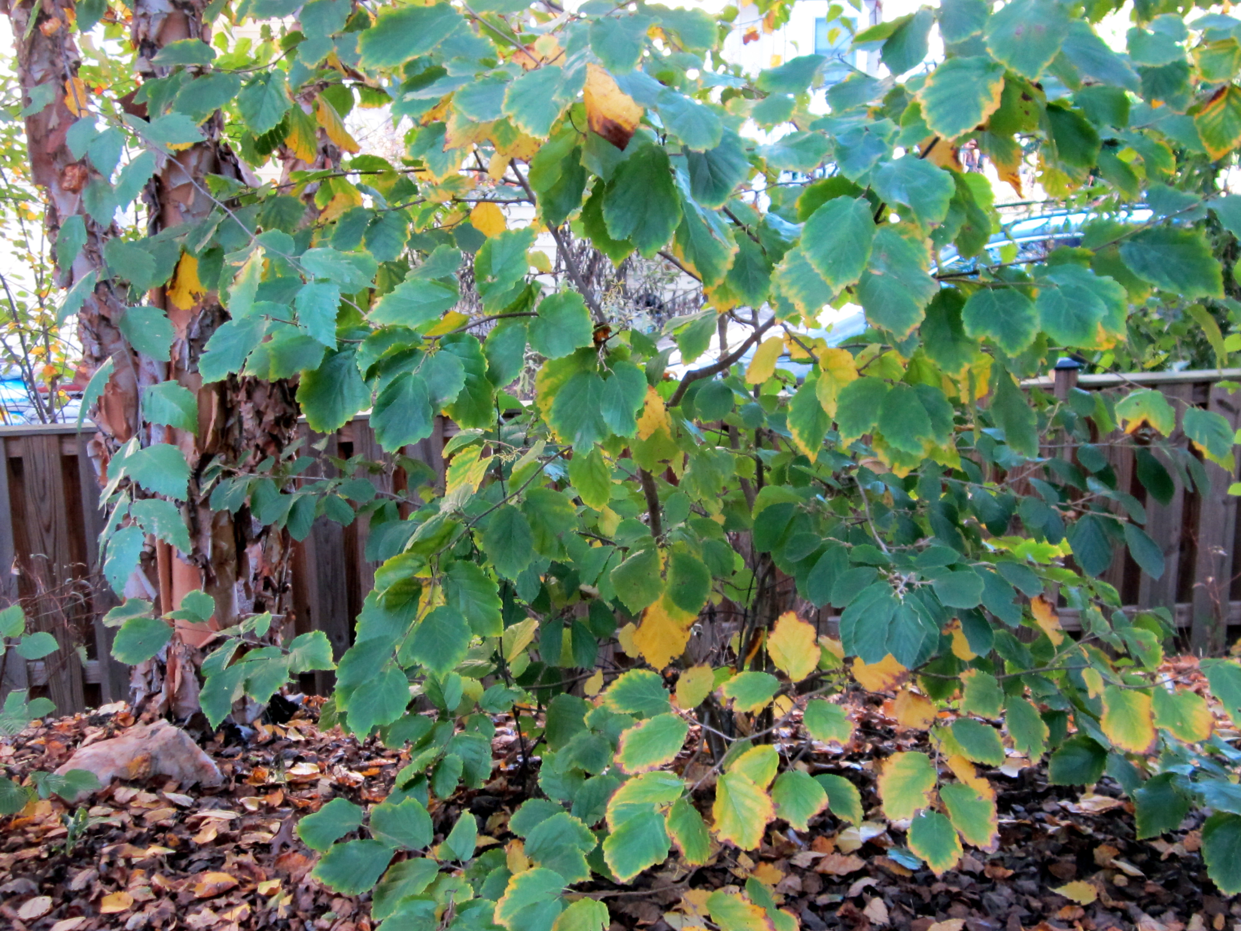 Hamamelis virginiana, Witch Hazel