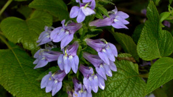 Lobelia siphilitica, Great Blue Lobelia