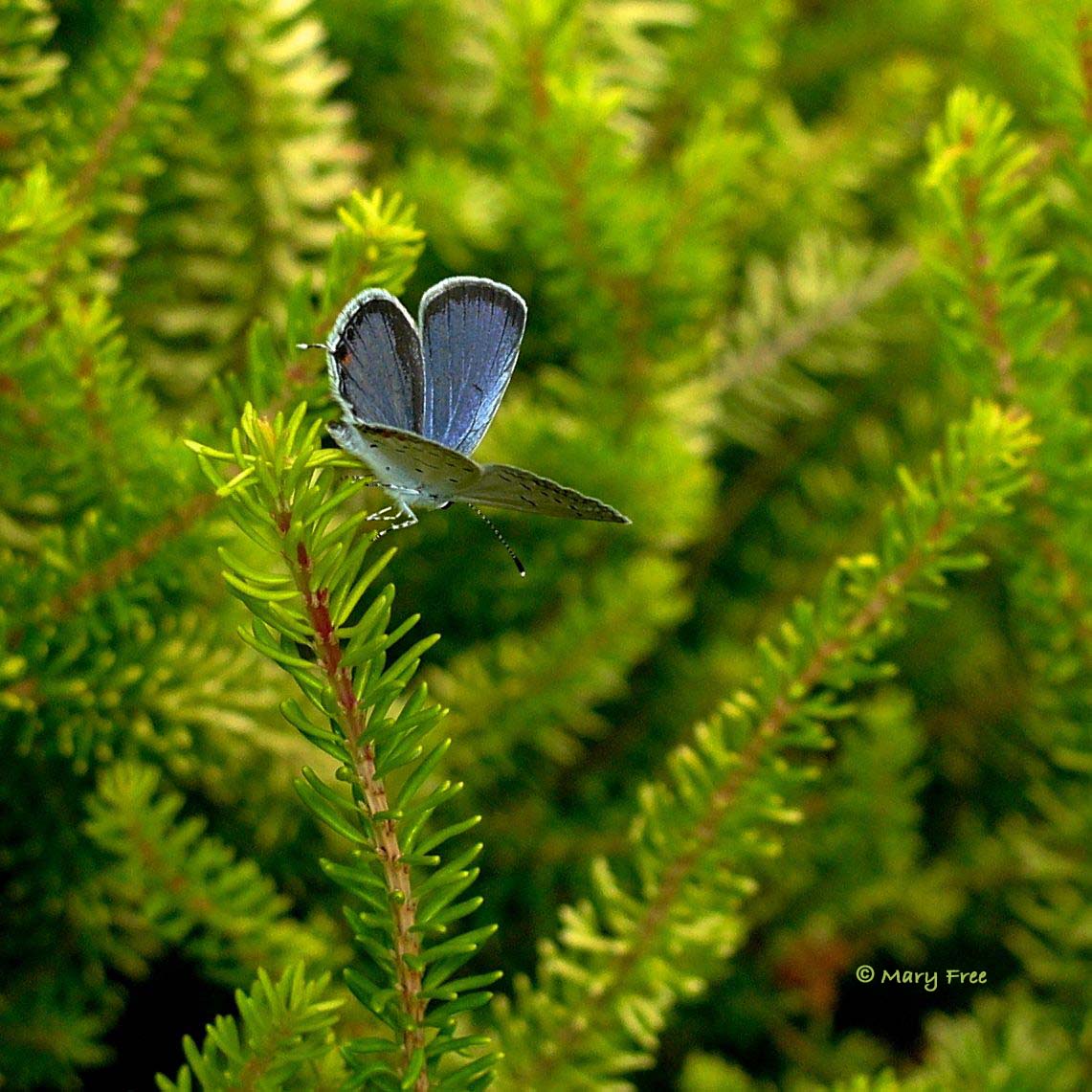 Cupido comyntas (Eastern tailed-blue) in August © Mary Free