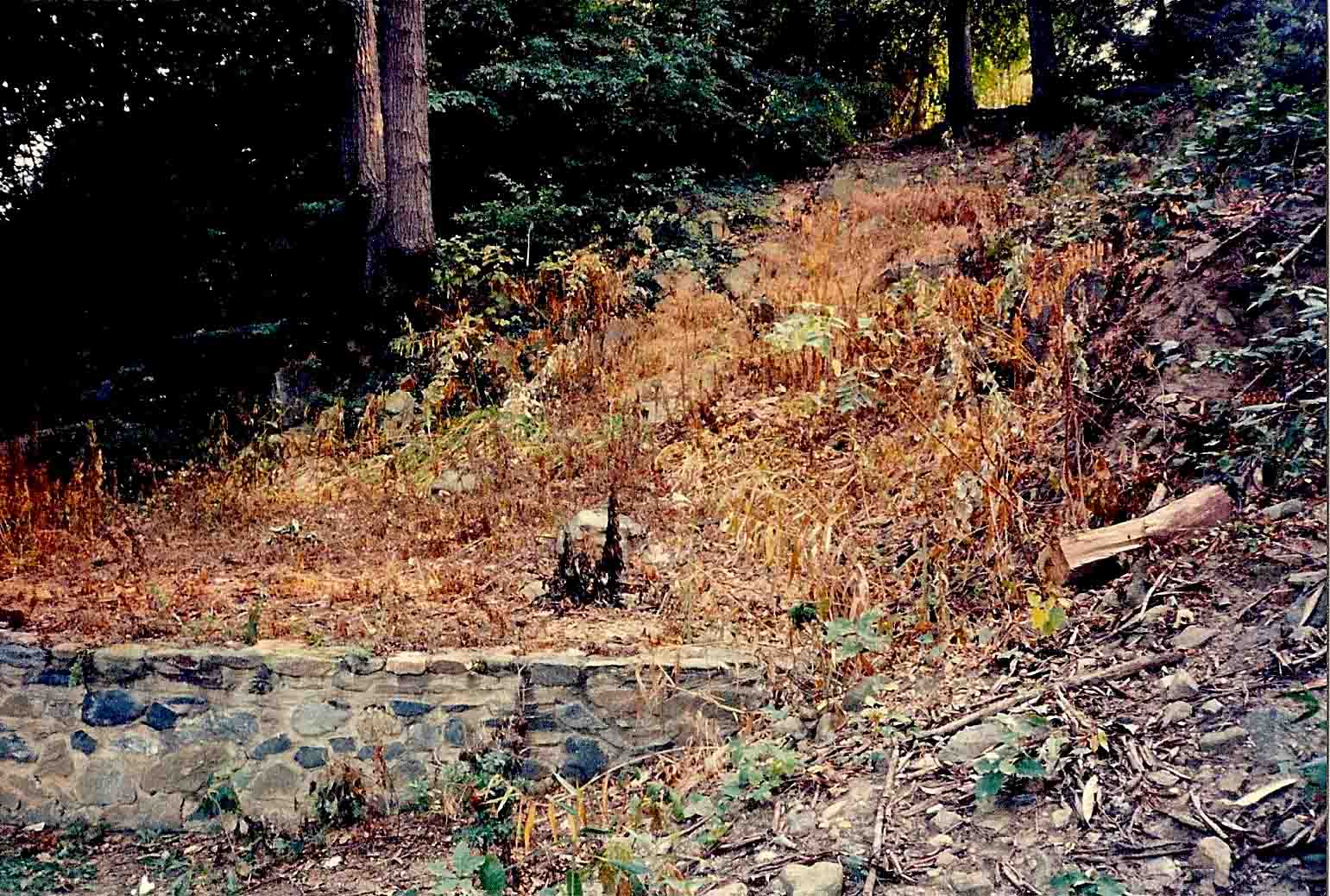 Close-up of rubble and invasive vegetation.