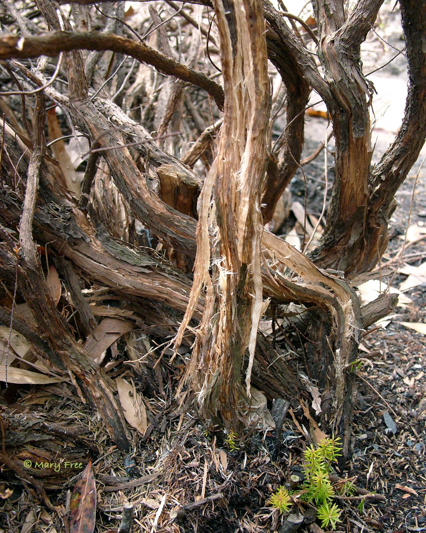 Heath stems shattered by low temperatures and/or rapid temperature fluctuations. © Mary Free