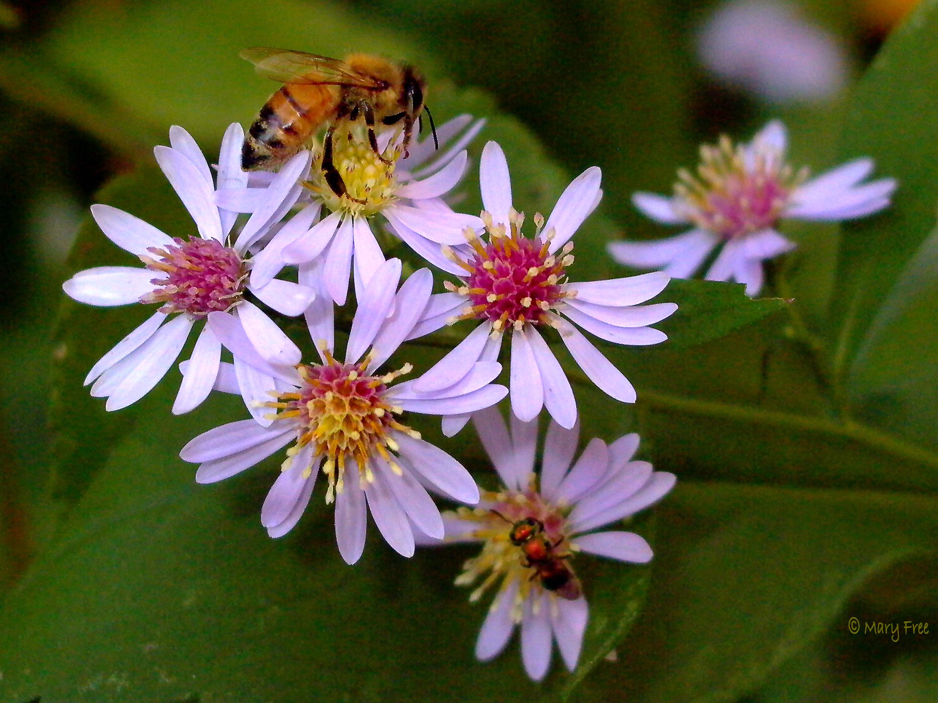 A honey bee (Apis mellifera) and gold-green sweat bee (Augochlora pura) feed on Symphyotrichum cordifolium (blue wood aster).