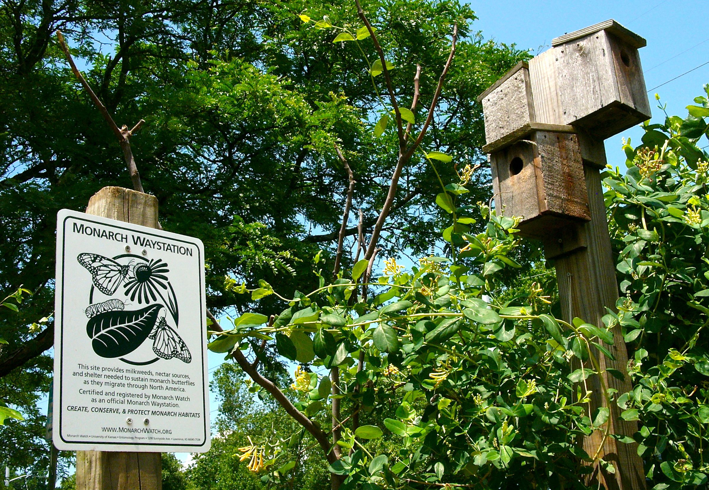 Lonicera sempervirens thrives near the new sign certifying the Bluemont Park Bird and Butterfly Garden as a Monarch Waystation.