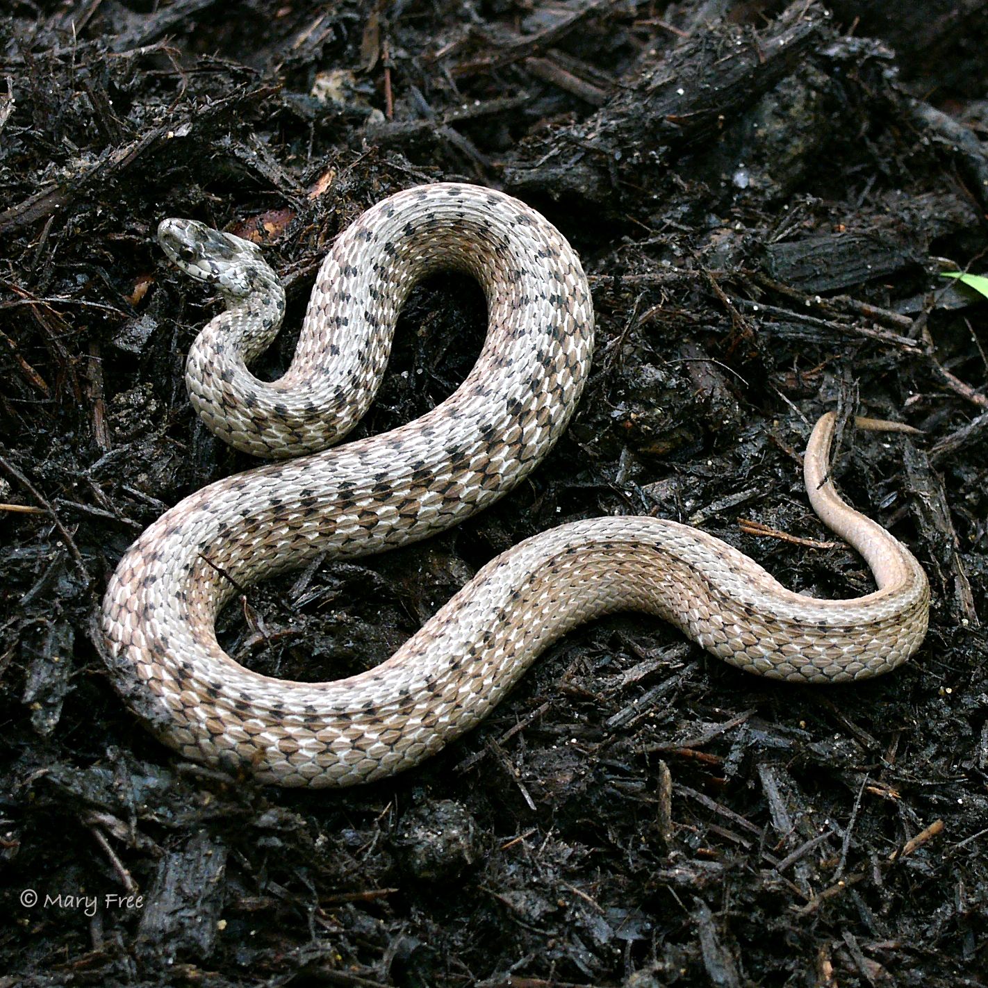 10. Northern Brownsnake