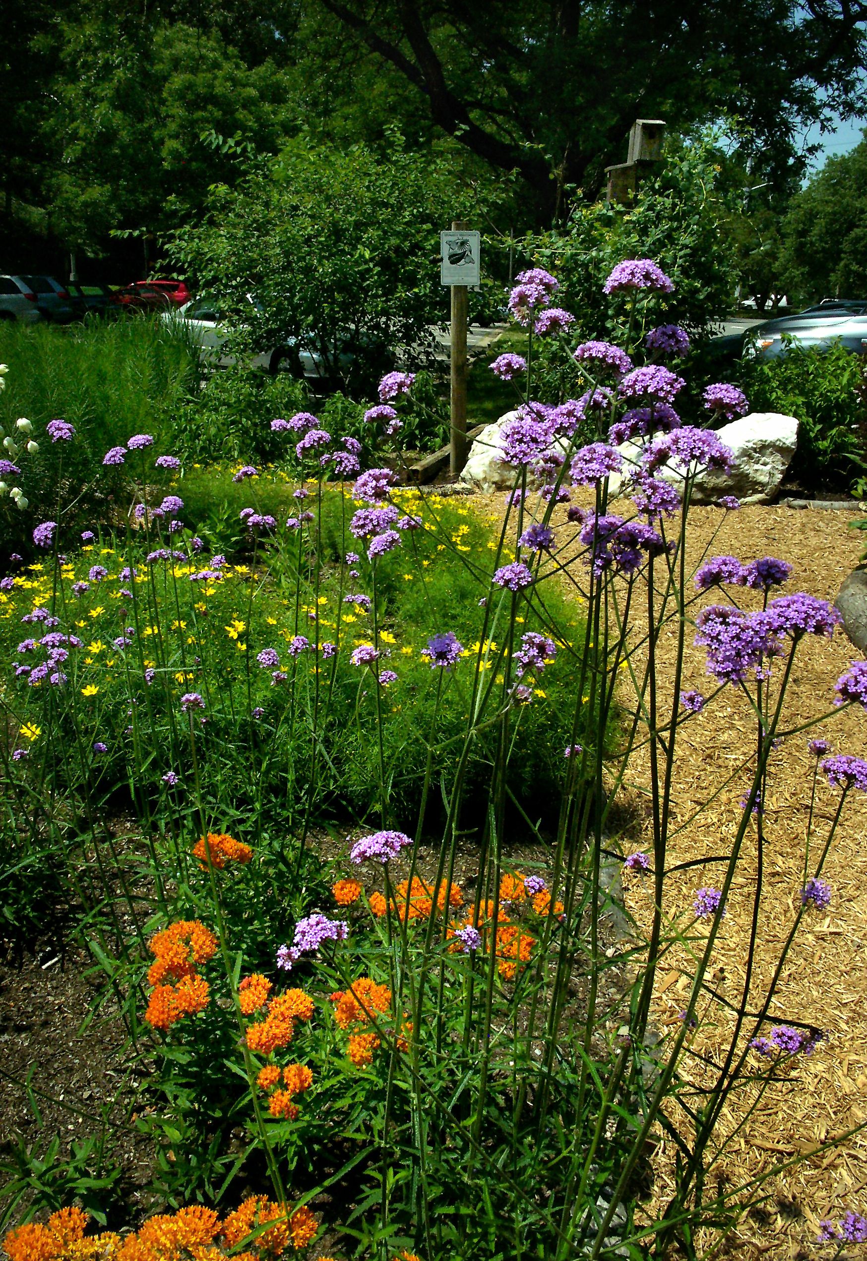 Asclepias tuberosa, Verbena bonariensis and Coreopsis bloom in the Garden in mid-June.