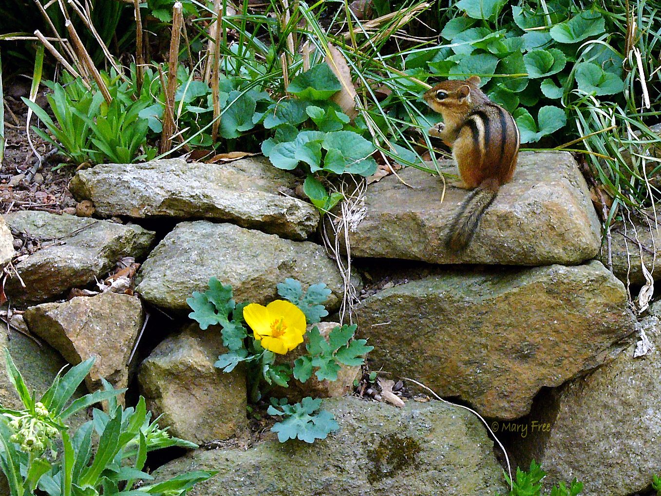 Fisher's eastern chipmunk