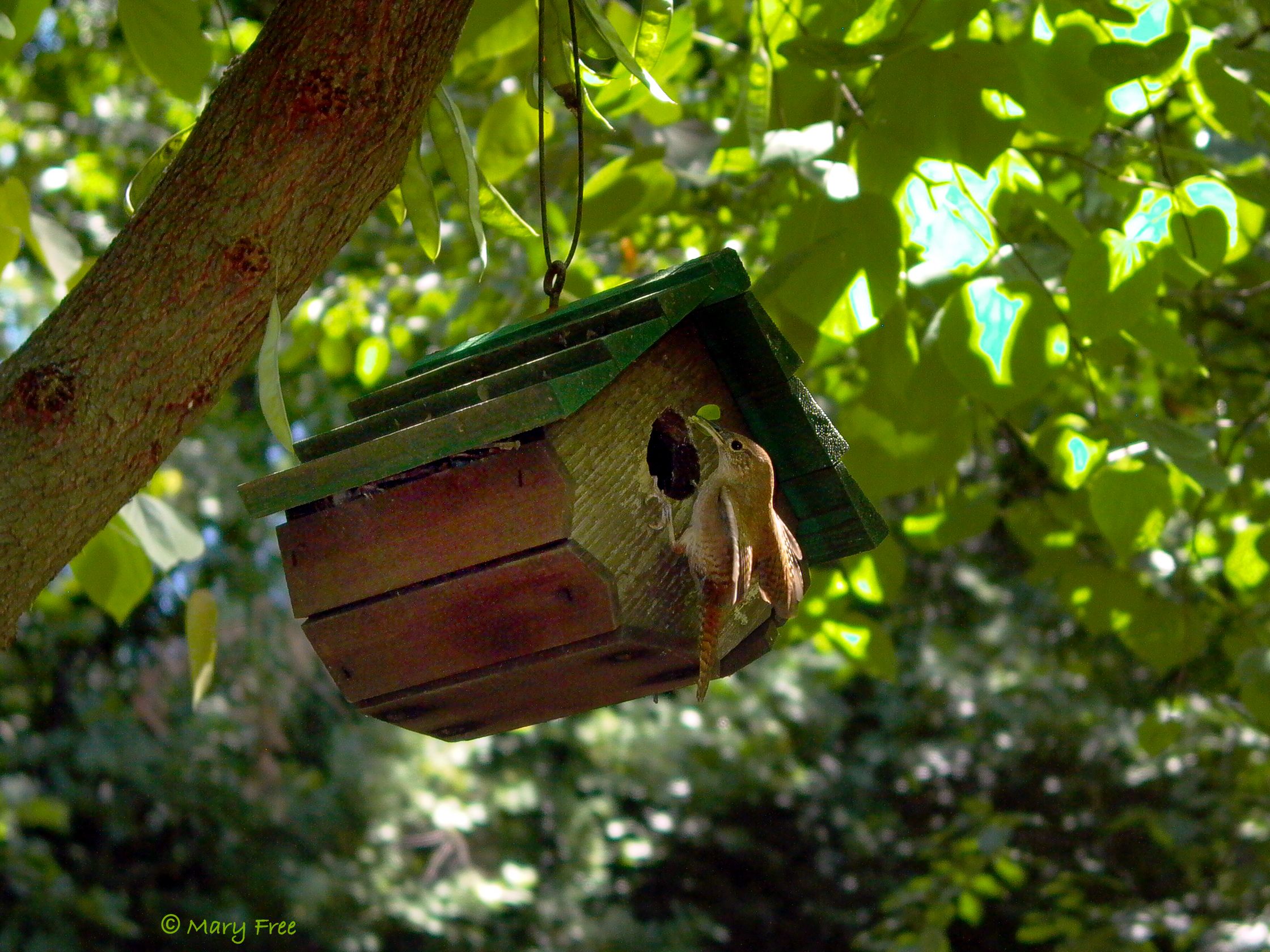 Abundant in Arlington spring through fall, house wrens (Troglodytes aedon), like the one bringing food to its nestlings, are ideal candidates for close-to-house nest boxes. © Mary Free