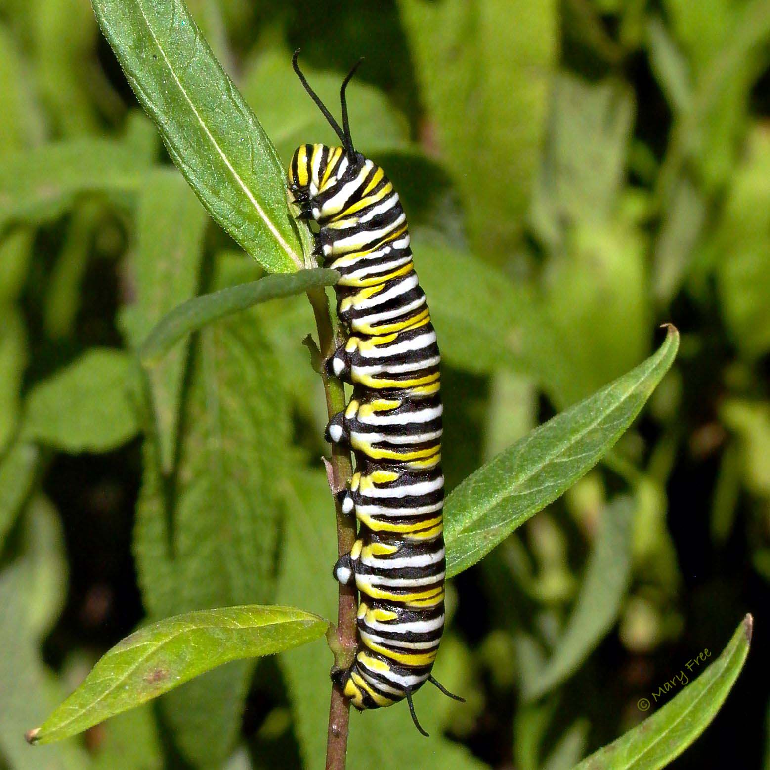 Monarch caterpillar eating host plant Asclepias tuberosa