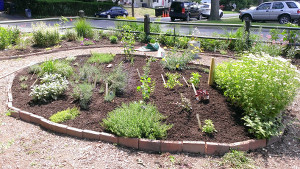 Replanted herb bed (Bed 4) and Bed 8 in background.